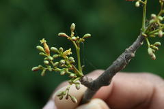 Commiphora berryi